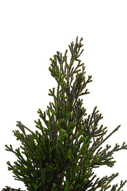 19" Petite Cedar Tree In Velvet Sack With Bells Green/Red