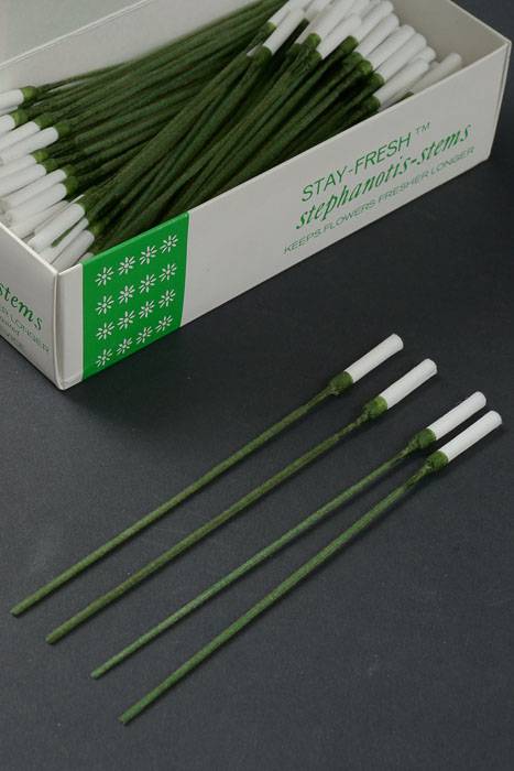 6" Stephanotis Stems Green Pkg/200