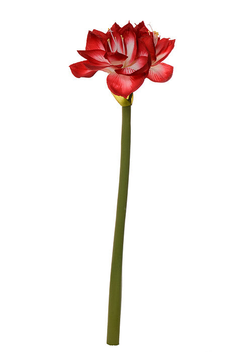 25" Natural Touch Amaryllis Stem Red/White
