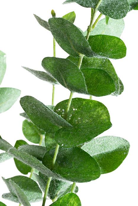 40" Iced Eucalyptus Leaf Spray Green/ice