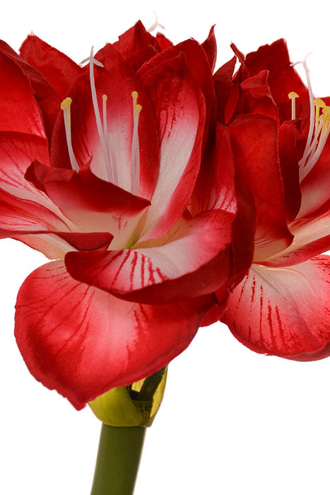 25" Natural Touch Amaryllis Stem Red/White