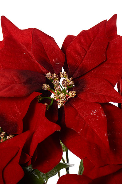19" Poinsettia Bush Black/Red