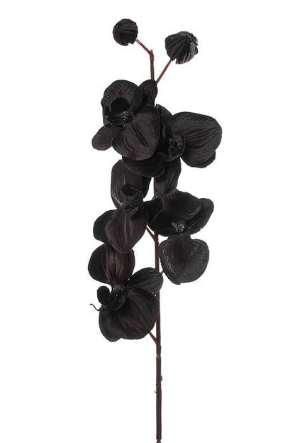 29" Phalaenopsis Orchid Spray Black
