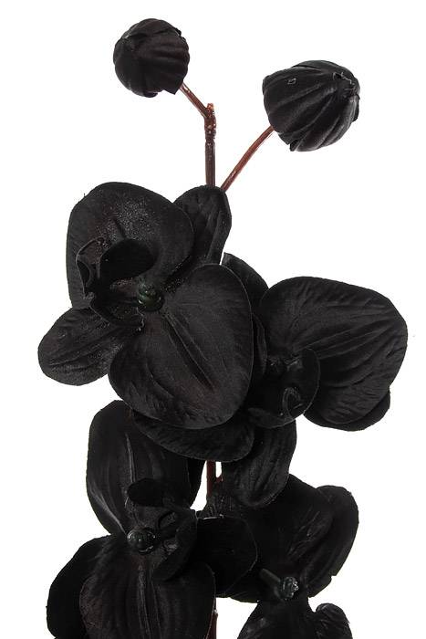 29" Phalaenopsis Orchid Spray Black