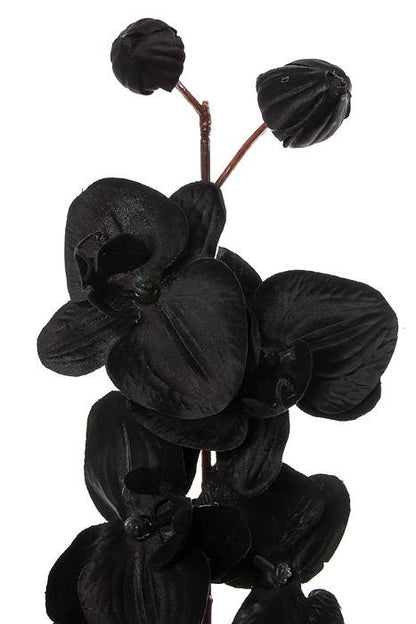 29" Phalaenopsis Orchid Spray Black