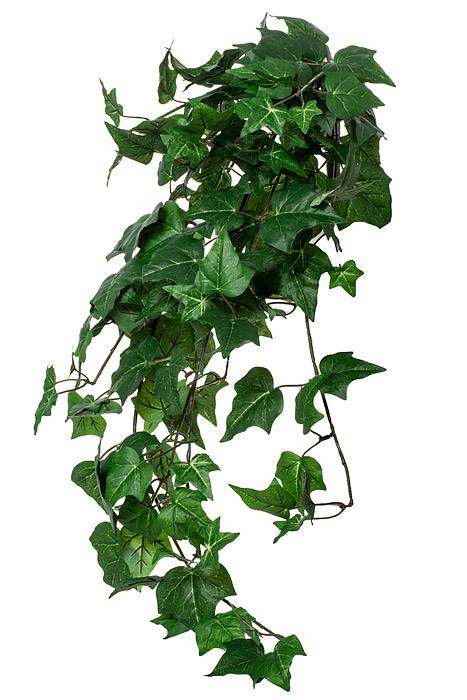 33" English Ivy Bush Green