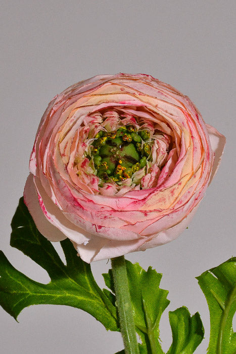 13&quot; Silk Ranunculus Spray Pink/Cream