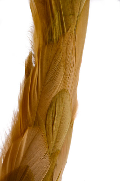 22" Long Tail Feather Glitter Phoenix Gold