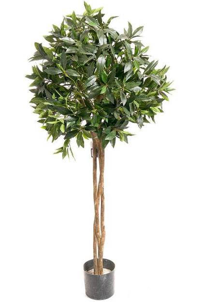 4ft Bay-leaf Topiary Bush In Pot Green