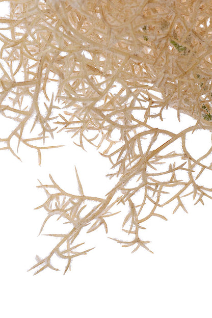 14.5" Flocked Grass Bundle Beige