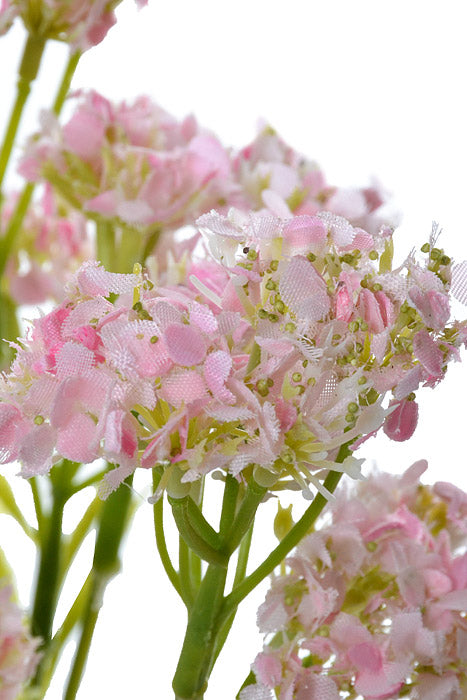 17" Queen Annes Lace Bush Pink