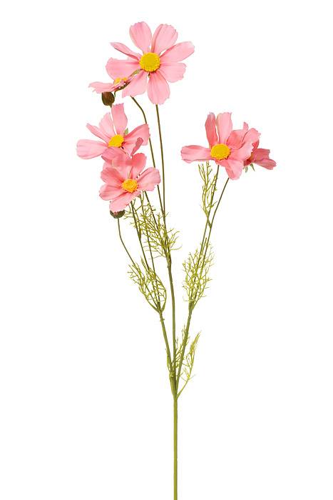 36" Silk Cosmos Spray Pink