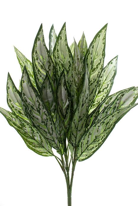 26" Silver Queen Plant Leaves Green Two Tones