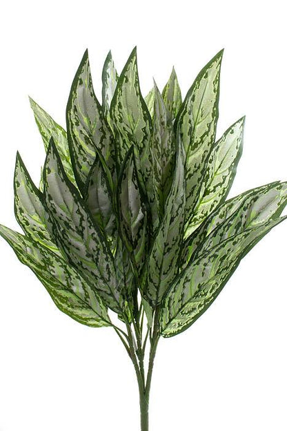 26" Silver Queen Plant Leaves Green Two Tones