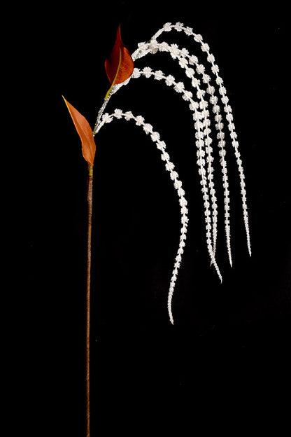 29" Amaranthus Stem White