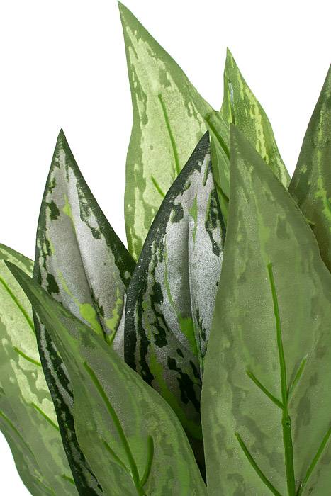 26" Silver Queen Plant Leaves Green Two Tones