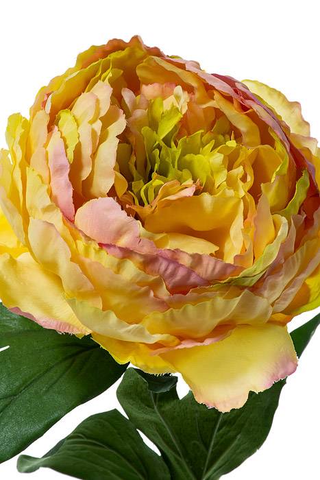 29" Silk Peony Stem Yellow