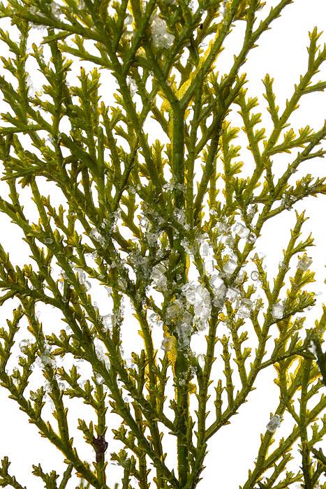 40" Iced Port Oxford Cedar Branch Natural/frosted