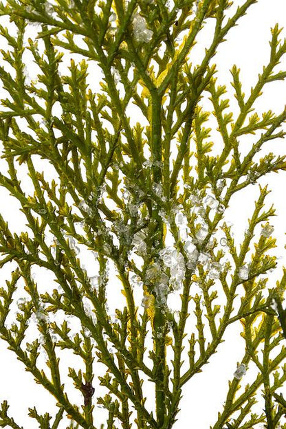 40" Iced Port Oxford Cedar Branch Natural/frosted