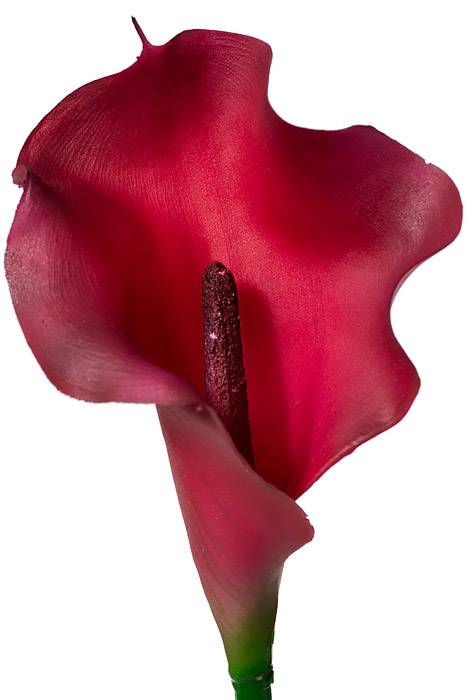 21" Calla Lily Stem Beauty