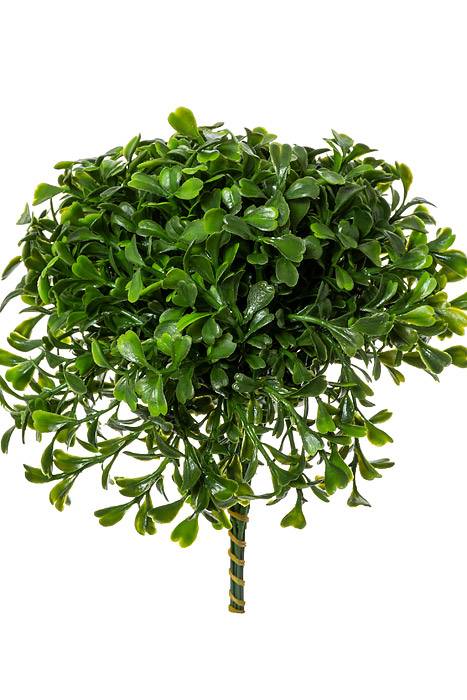 7" Boxwood Pick Green Pkg/12