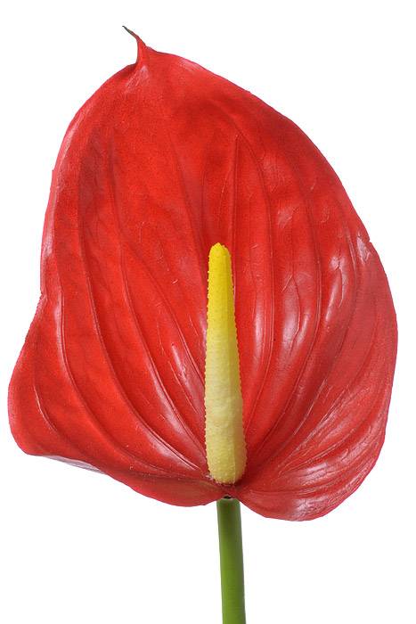 29" Faux Anthurium Red
