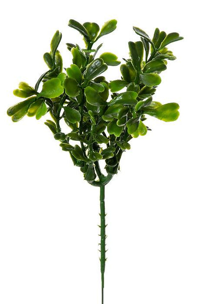7" Boxwood Pick Green Pkg/12