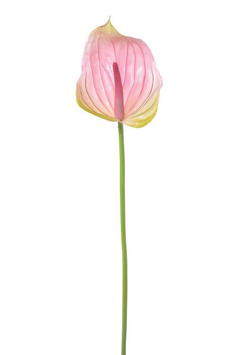 29" Faux Anthurium Pink/green