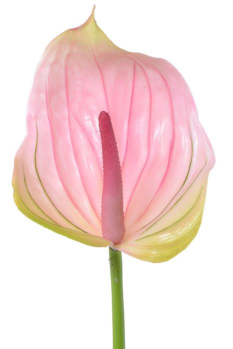 29" Faux Anthurium Pink/green