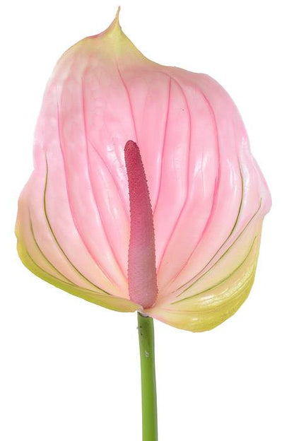 29" Faux Anthurium Pink/green