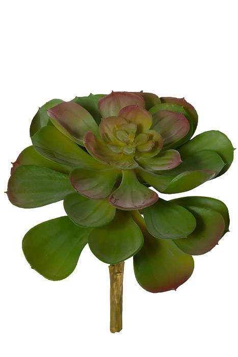 6.5" Crassulaceas Green/burgundy