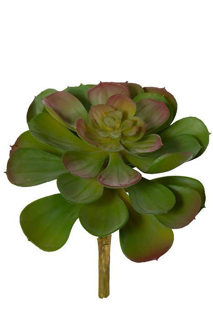 6.5" Crassulaceas Green/burgundy