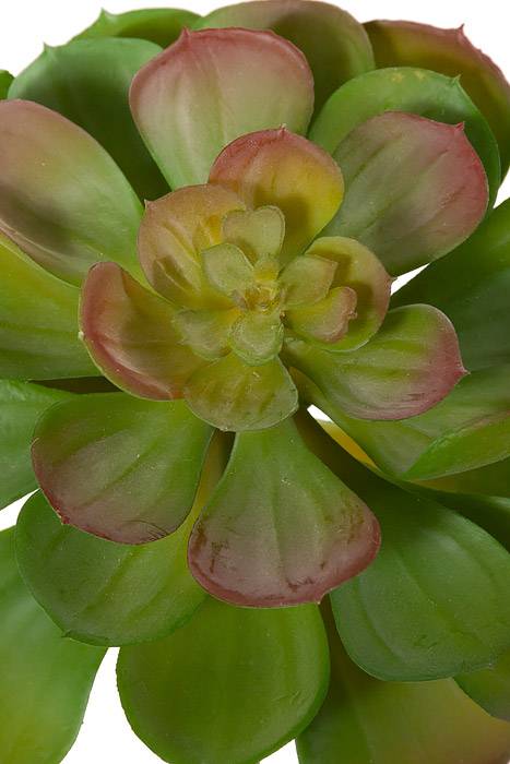 6.5" Crassulaceas Green/burgundy