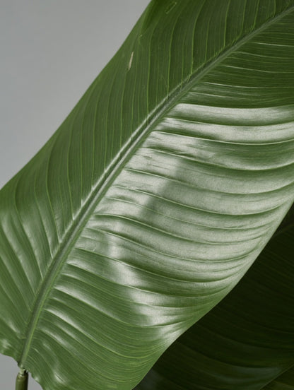 7Ft Artificial Bird Of Paradise Green