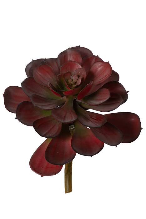 6.5" Crassulaceas Burgundy/green