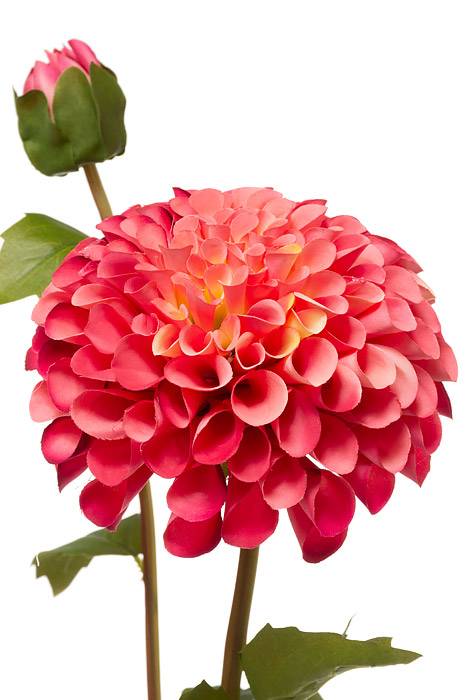 31&quot; Silk Dahlia Spray Rose/two Tone