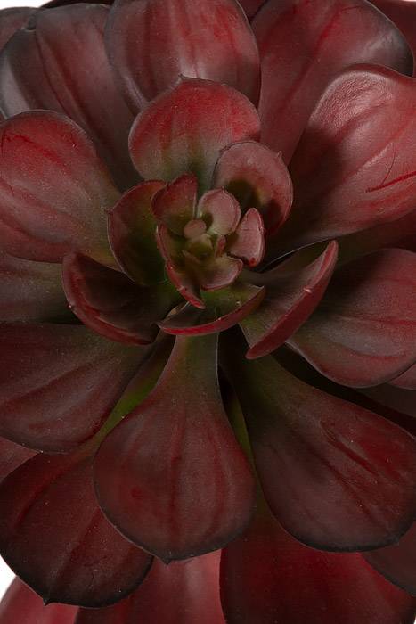 6.5" Crassulaceas Burgundy/green