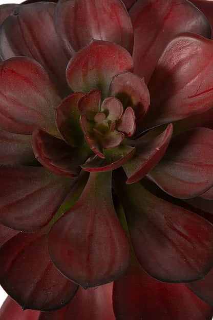 6.5" Crassulaceas Burgundy/green