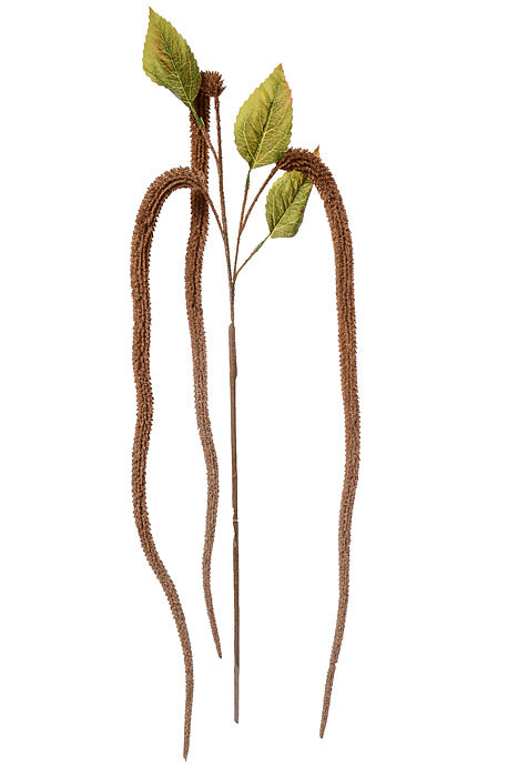 64" Foxtail Stem Brown