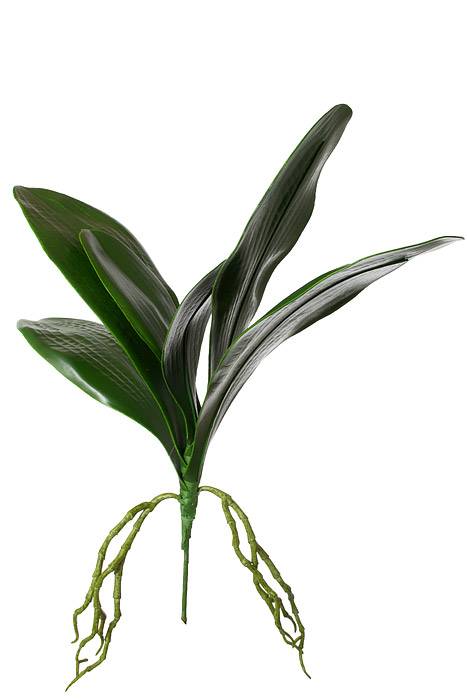 14.5" Phalaenopsis Leaf Clu Green