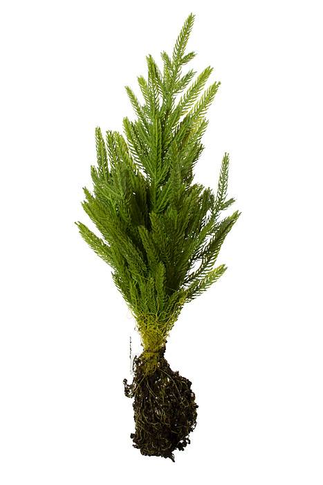 20&quot; Artificial Norfolk Pine Sapling Natural/Green
