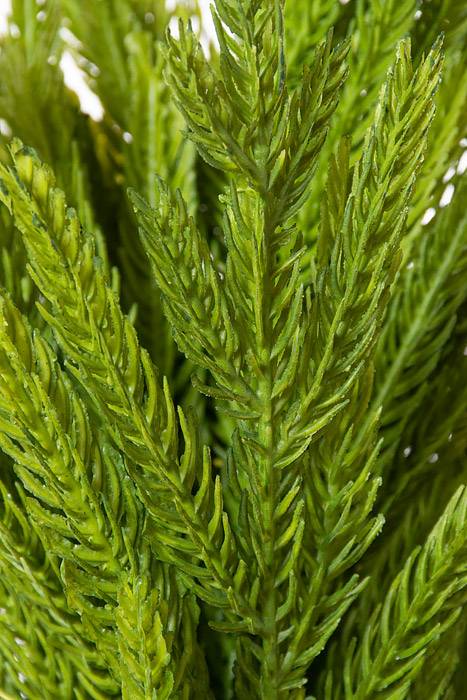 20&quot; Artificial Norfolk Pine Sapling Natural/Green