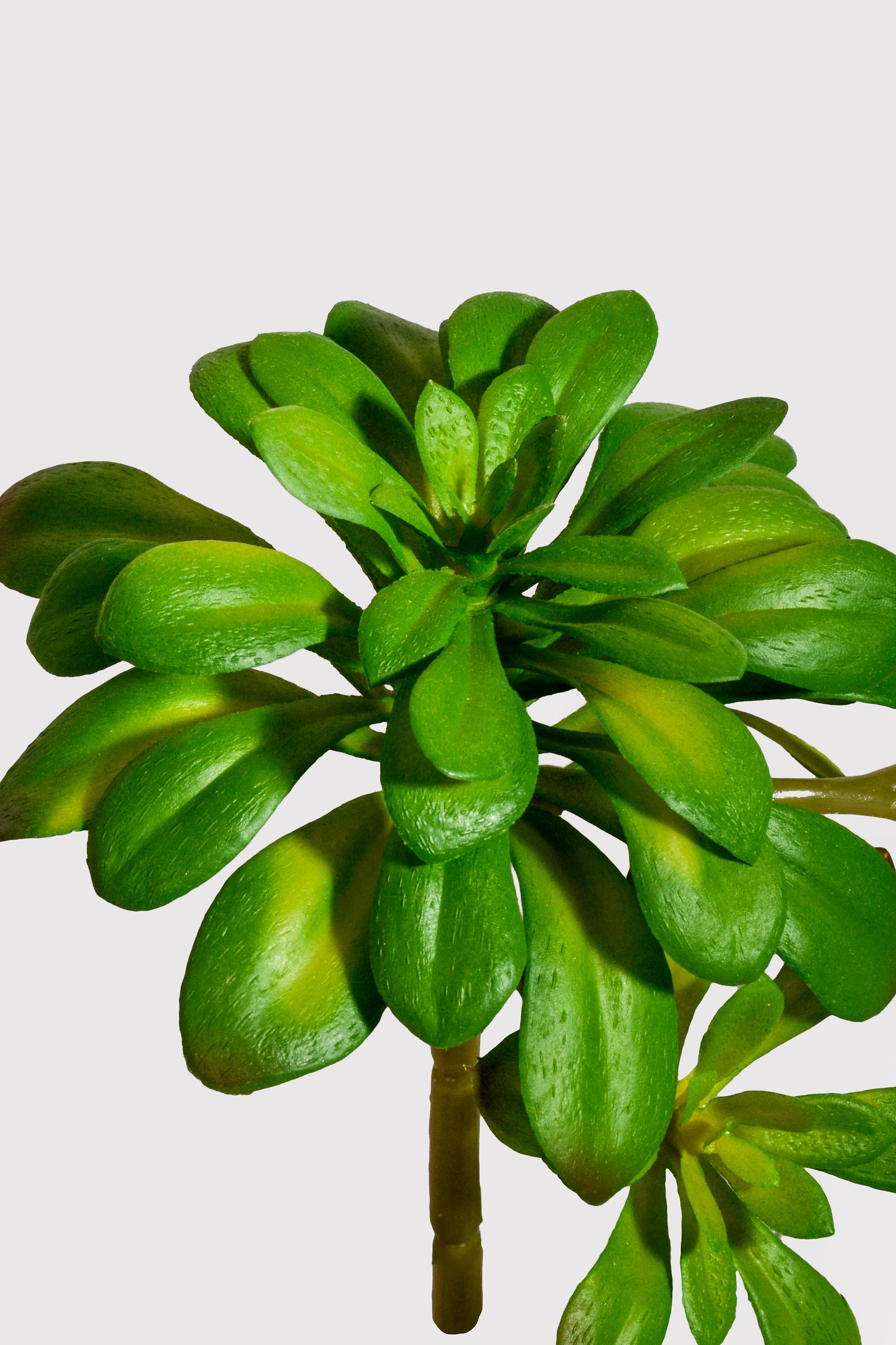 11.8" Artificial Soft Aeonium Pick Green