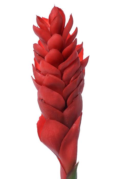 32" Artificial Ginger Red