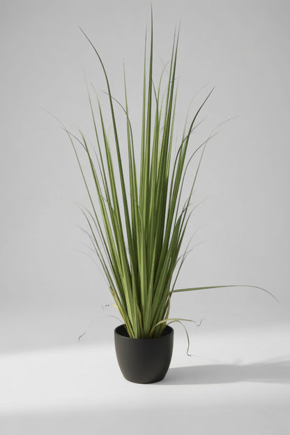 60" Reed Grass In Pot Green Light