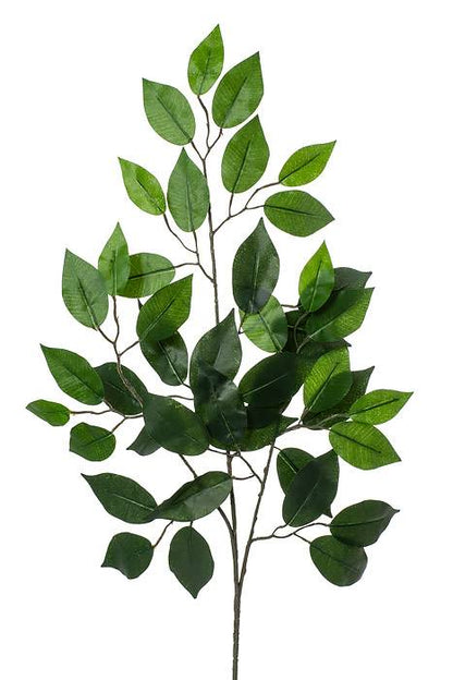 24" Ficus Spray Green Pkg/12