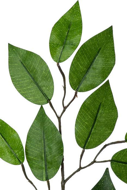 24" Ficus Spray Green Pkg/12