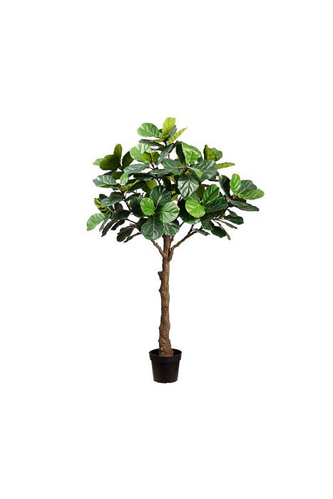 7FT Fiddle Leaf Tree In Pot Green