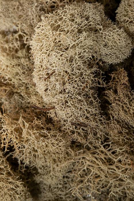 Reindeer Moss Natural