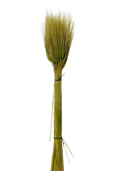 32" Triticum Wheat Grass Green 8oz/pkg